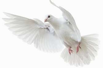 گسسته پرواز دل در آسمان خاطره‌ها Severed A Soul’s Flight Through the Sky of Memories